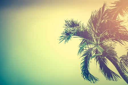 Natural background. Betel palm tree under sunset sky in the evening with copy space. Serenity nature background. Warm vintage color filter effect with bright sunshine, Cross process.の写真素材