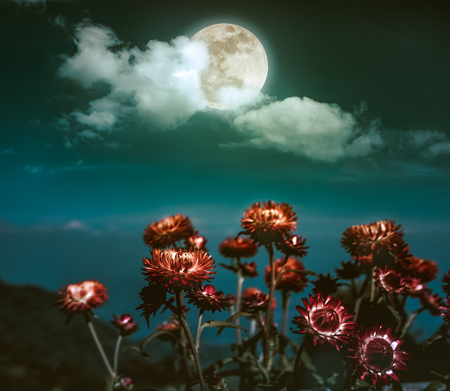 Beautiful night landscape of dark emerald green sky with full moon behind clouds above dry straw flowers. Serenity nature background.  The moon taken with my own camera.の写真素材