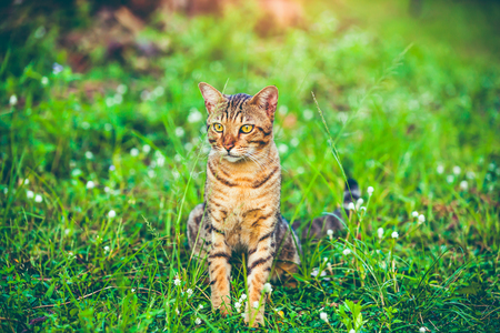 Pretty bengal cat sitting on green grass and looking aside at park. Outdoor at daytime with bright sunlight. Animal life on nature green background.の写真素材