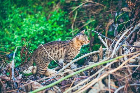 Pretty bengal cat hunting and gaze on something in forest. Outdoor at daytime with bright sunlight....