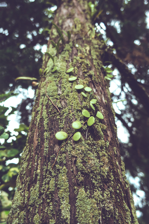 Green moss and parasitic plants covered on a tree trunk in forest. This plant is scientifically known as Pyrrosia piloselloides. Serenity nature background. Selective focus. Vintage film filter effectの写真素材
