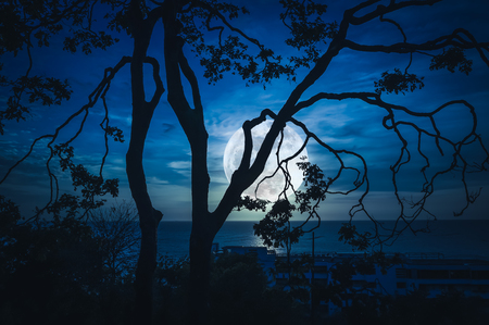 Silhouette branches of trees against blue sky and bright full moon above seascape. Beautiful landscape and serenity natural background. Outdoors at nighttime. The moon taken with my own camera.の写真素材
