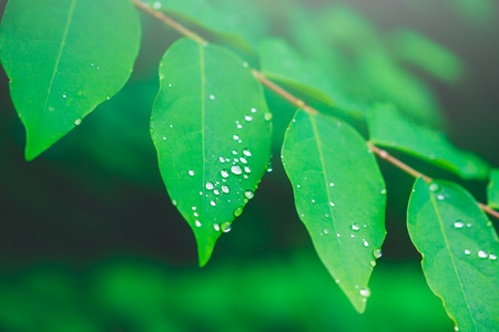 Closeup. Beautiful fresh green leaves texture with drop of dew in morning after rain. Serenity green...