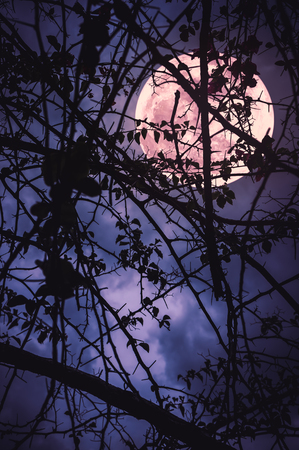 Night landscape of sky and super moon with bright moonlight behind silhouette of tree branch. Serenity nature background. Outdoors at nighttime. The moon taken with my camera.の写真素材