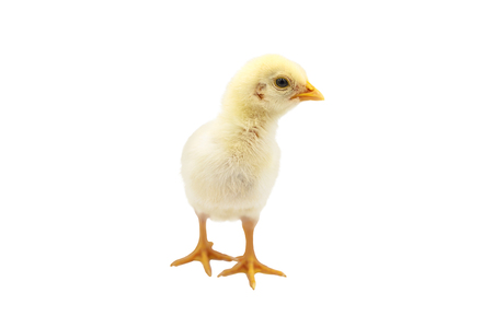 Adorable baby chick isolated on white background.の写真素材