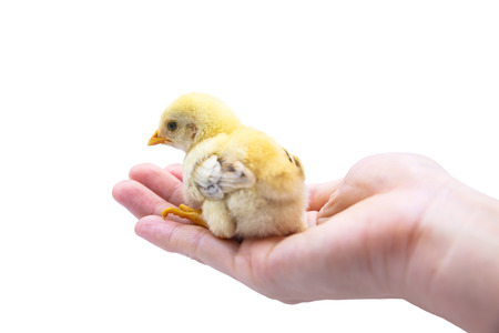Back view of cute baby fear chick sitting and look away on human hand. Isolated on white background.の写真素材