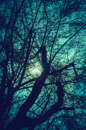 Silhouette of trees against night sky and bright moon over serenity nature background. Outdoors at nighttime, moonlight through branches. Teal and orange filter.の写真素材
