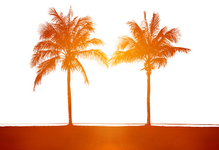 Silhouette of beautiful two coconut palms with sunlight on white background.