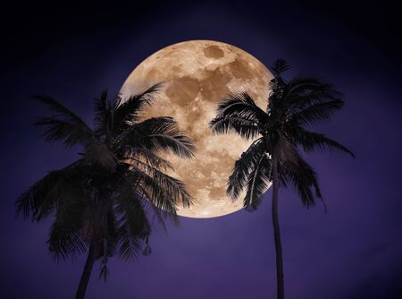 Super moon. Beautiful night landscape of purple sky with bright full moon behind coconut palm. Serenity nature background.の写真素材