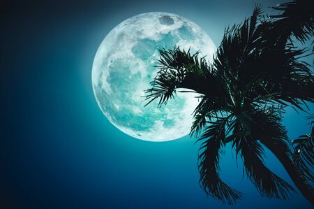 Super-moon. Beautiful night landscape of blue sky with full moon behind betel palm tree, outdoor in gloaming time. Serenity nature background.の写真素材