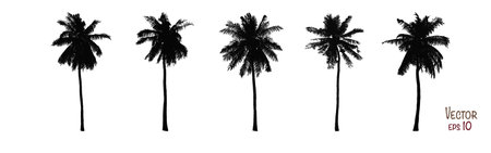 Set of coconut trees silhouettes collection. Isolated on white background. Vector EPS10.のイラスト素材