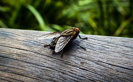 Fly