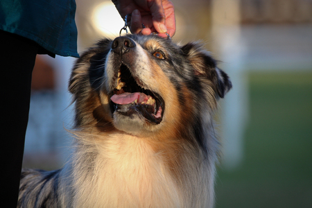 A happy dog looking at its handler at a dog showの写真素材