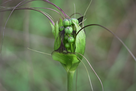 Tropical plant about to flowerの写真素材