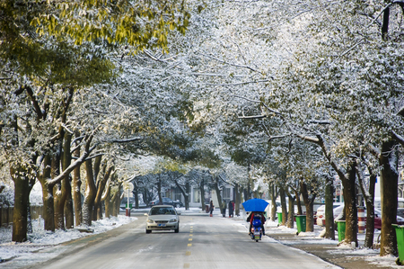 The morning sun came through the gap and plated the tree and road with a golden glow.のeditorial素材