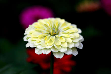 Close up Marigoldの写真素材