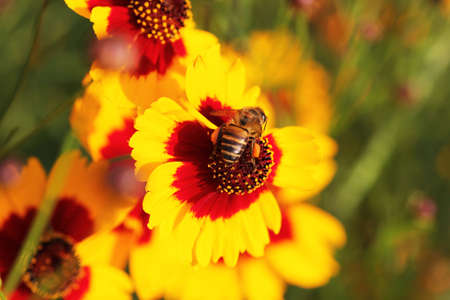 Close up Straw flowerの写真素材