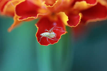 Spider on Marigold leafの写真素材