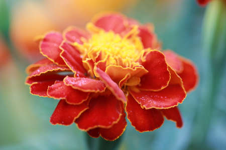 Close up Marigoldの写真素材