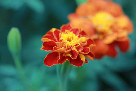 Marigoldの写真素材