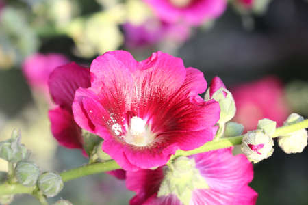 Close up flowerの写真素材