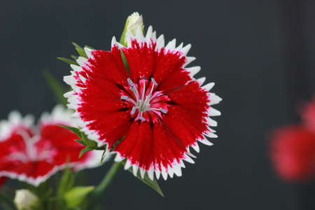 Straw flowerの写真素材