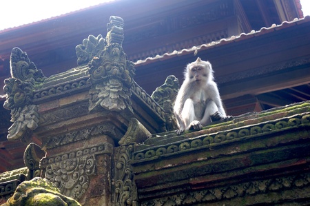 Monkey on temple, bali