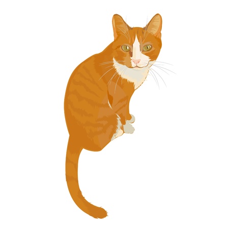 Ginger cat. Home favorite. Cat with character.のイラスト素材