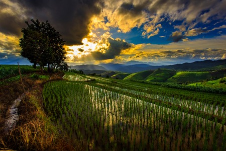 Terrace rice field over the mountain,thailandの写真素材