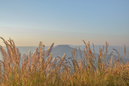 View behind the grassの写真素材