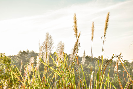 grasses that are so tallの写真素材