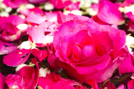 Pink rose petals floating on water is not good.の写真素材