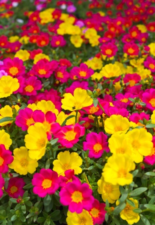 Many flowers, small flowers sold market.の写真素材