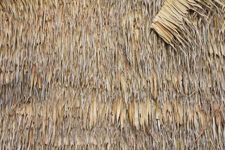 Wall of bulrush thatch-covered for a long time.の写真素材
