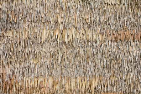 Wall of bulrush thatch-covered for a long time.の写真素材
