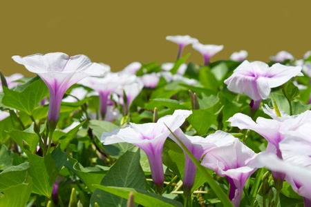 Morning glory flowers are white mixed with purple.