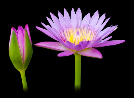 Purple lotus on a black background.の写真素材