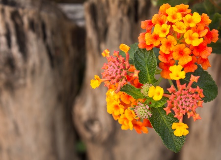 Small, colorful flowers on a background of old wood.の写真素材