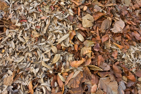 Pile dry leaves are small and a large variety 