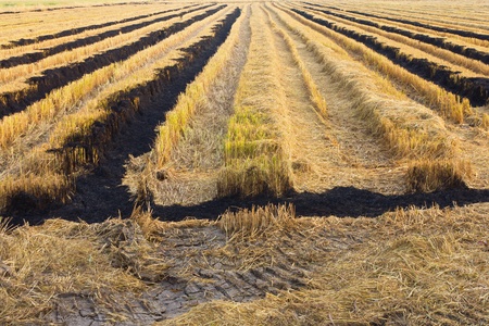 Rice straw left over from the harvest was burned の写真素材