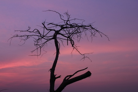 Branches of dead trees and dry under the sun  の写真素材