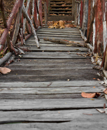 Dog sleep on wooden bridge was damaged danger decayの写真素材