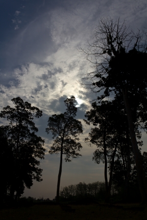 Large trees silhouette, which is shedding new light as she came from the clouds の写真素材