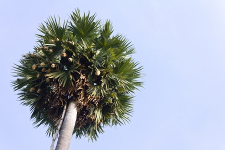 Weaverbird many nests hanging in the leaves of the palm sugar の写真素材