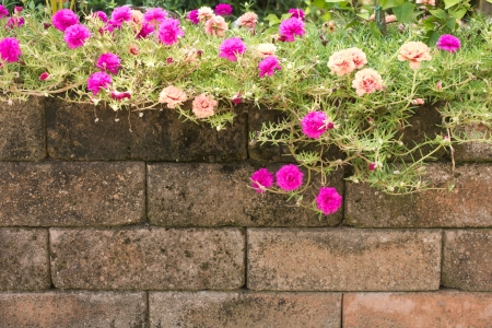 Many small, colorful flowers bloom on the bricks beautifully の写真素材