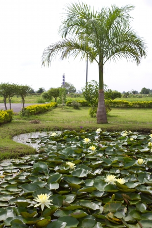 Yellow water lily pond in the garden with palm trees, one for the rest の写真素材