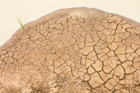 Crops grown on the surface of the soil is crumbly yellow puddle around の写真素材