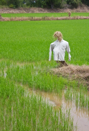 Scarecrow made of straw, looking forward to guard the birds eat rice in rice farmers in Thailand の写真素材