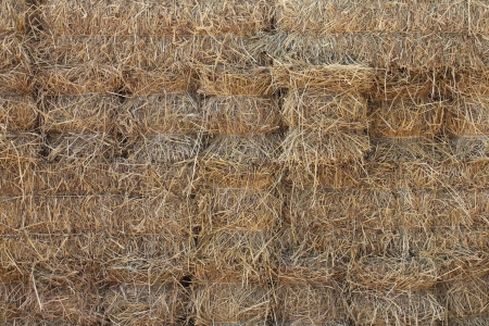 Compressed straw from rice background in farming in Thailand の写真素材