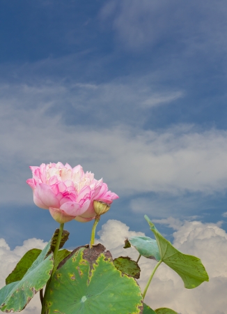 Large pink lotus blossoms, dry amid clouds and sky background の写真素材